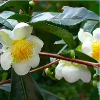 Camellia Sinensis