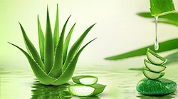 Gut Vita Aloe Vera