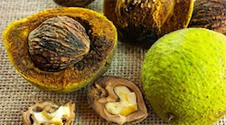 Gut Vita Black Walnut