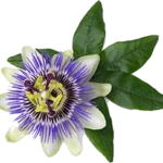 Passionflower